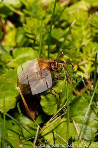 Image of Common Cockchafer (Melolontha melolontha)