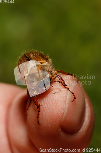 Image of Common Cockchafer (Melolontha melolontha)