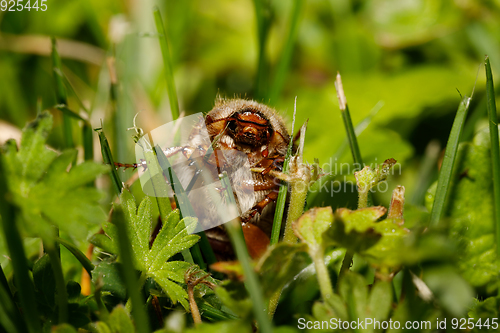 Image of Common Cockchafer (Melolontha melolontha)