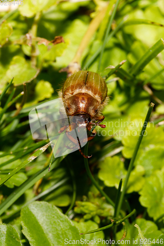 Image of Common Cockchafer (Melolontha melolontha)