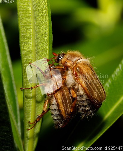 Image of Common Cockchafer (Melolontha melolontha)