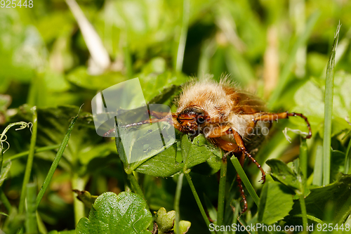 Image of Common Cockchafer (Melolontha melolontha)