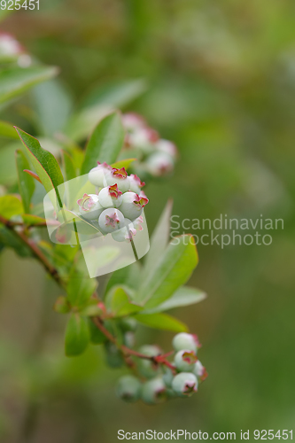 Image of twig of Unripe big blue berry fruit