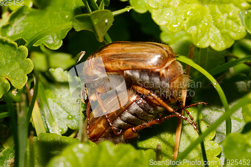 Image of Common Cockchafer (Melolontha melolontha)