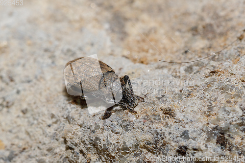 Image of Black Vine Weevil - Otiorhynchus sulcatus