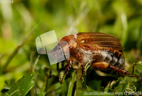 Image of Common Cockchafer (Melolontha melolontha)