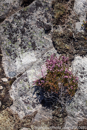 Image of mountain plants in Norway