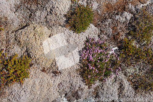 Image of mountain plants in Norway