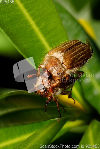 Image of Common Cockchafer (Melolontha melolontha)