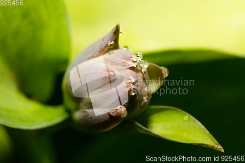 Image of green plant flower bud closeup