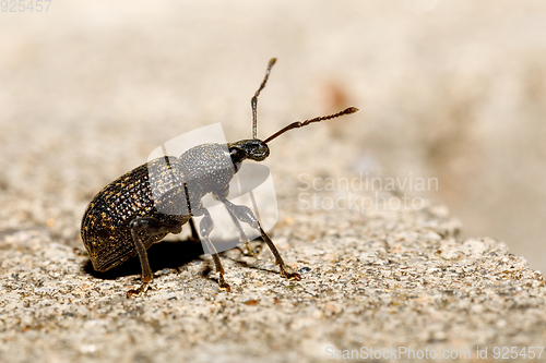 Image of Black Vine Weevil - Otiorhynchus sulcatus