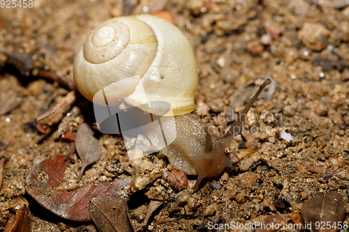 Image of yellow small garden snail on ground