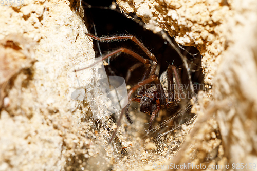 Image of garden spider in the Liocranidae family