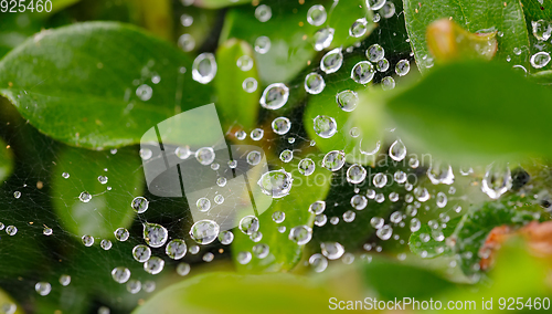 Image of water drops on spider web