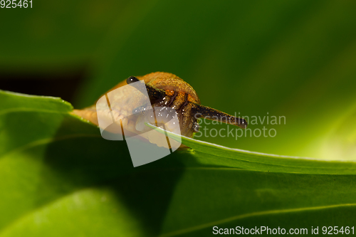 Image of small garden slug eating plant