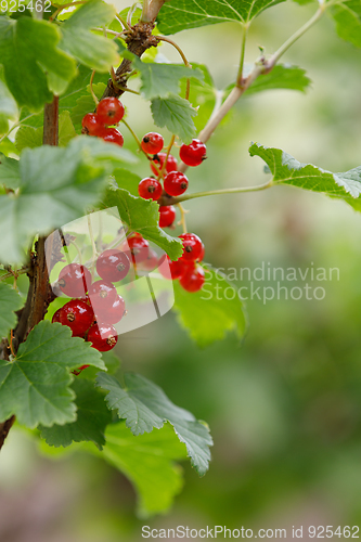 Image of ripe red currants with shallow focus