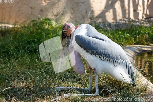 Image of marabou stork (Leptoptilos crumenifer) large wading bird