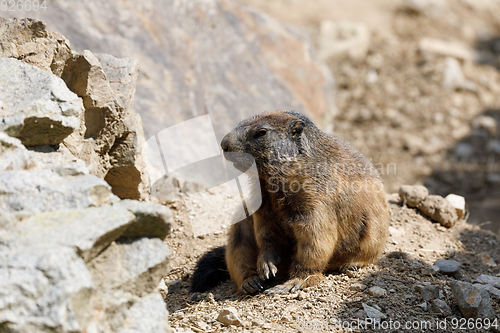 Image of alpine marmot (Marmota marmota latirostris) on the rock