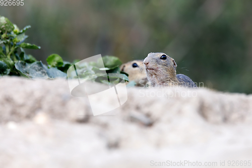 Image of European ground squirrel (Spermophilus citellus)