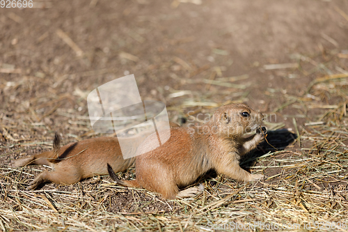 Image of Black-tailed prairie dogs (Cynomys ludovicianus)