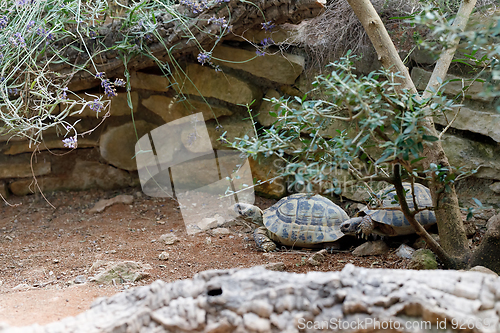 Image of Russian tortoise (Agrionemys horsfieldii)