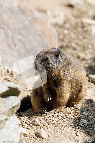 Image of alpine marmot (Marmota marmota latirostris) on the rock