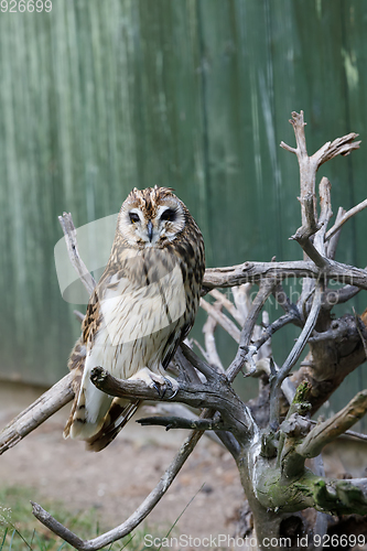 Image of short-eared owl (Asio flammeus)