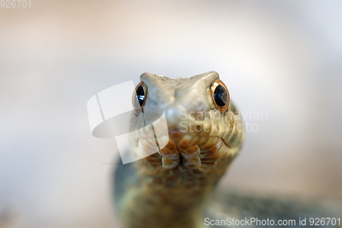 Image of Montpellier snake (Malpolon insignitus)