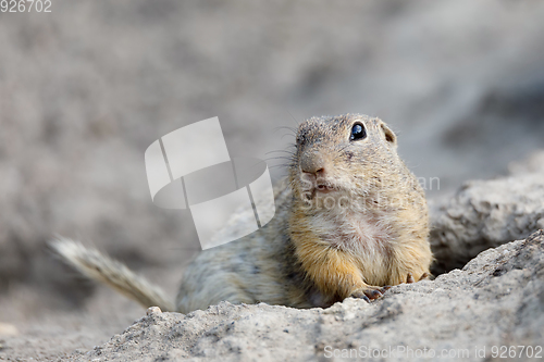 Image of European ground squirrel (Spermophilus citellus)