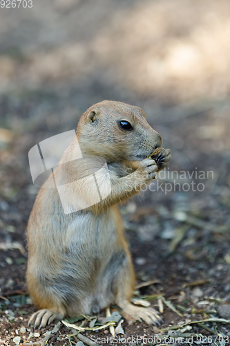 Image of Black-tailed prairie dogs (Cynomys ludovicianus)