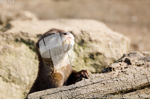 Image of European otter family (Lutra lutra)