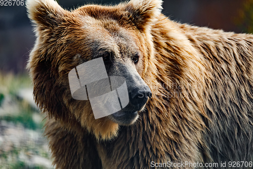 Image of Himalayan brown bear (Ursus arctos isabellinus)