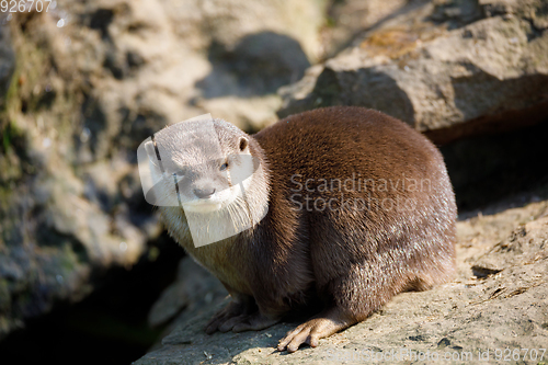 Image of European otter family (Lutra lutra)