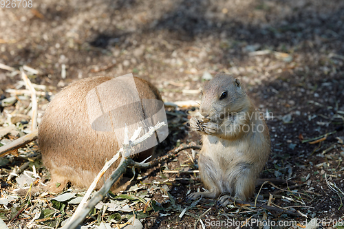 Image of Black-tailed prairie dogs (Cynomys ludovicianus)