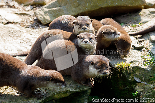 Image of family of European otter (Lutra lutra)