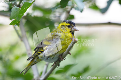 Image of Eurasian siskin (Spinus spinus) small passerine bird