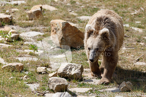 Image of Himalayan brown bear (Ursus arctos isabellinus)