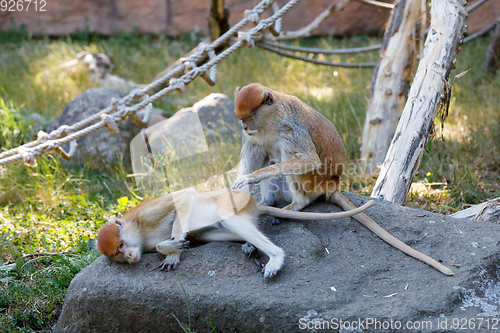 Image of patas monkey (Erythrocebus patas)