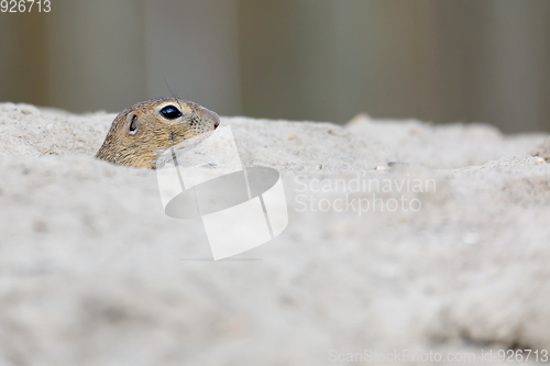 Image of European ground squirrel (Spermophilus citellus)