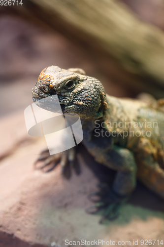 Image of Uromastyx is a genus of African and Asian agamid lizards