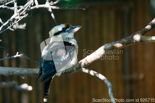 Image of bird laughing kookaburra (Dacelo novaeguineae)
