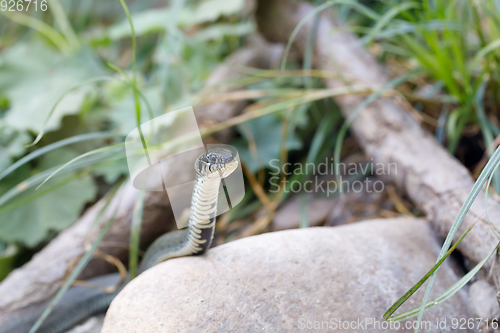 Image of grass snake (Natrix natrix) close up