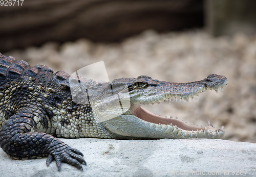 Image of Portrait of a Nile Crocodile