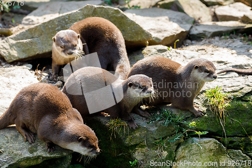 Image of family of European otter (Lutra lutra)