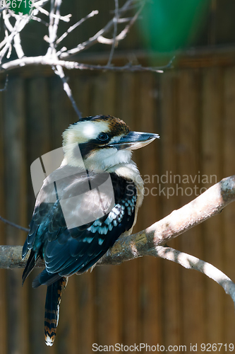 Image of bird laughing kookaburra (Dacelo novaeguineae)