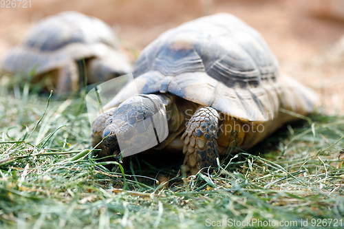 Image of Russian tortoise (Agrionemys horsfieldii)