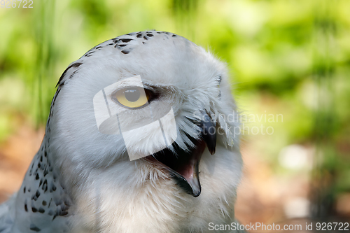 Image of snowy owl (Bubo scandiacus) large white bird