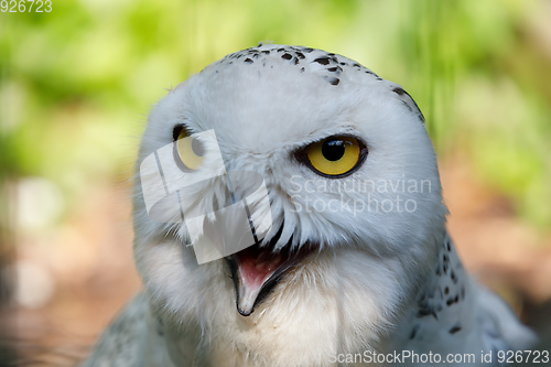 Image of snowy owl (Bubo scandiacus) large white bird