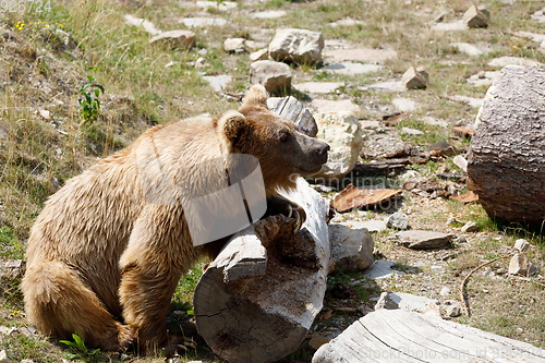 Image of Himalayan brown bear (Ursus arctos isabellinus)