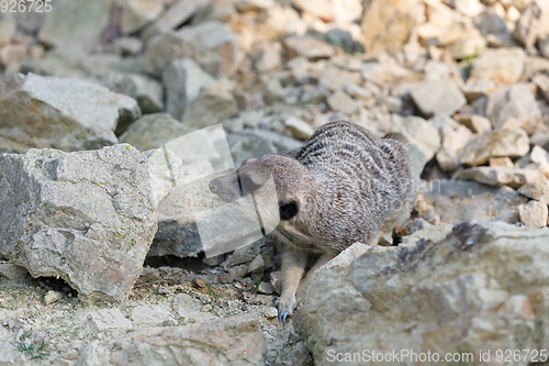 Image of meerkat or suricate (Suricata suricatta)